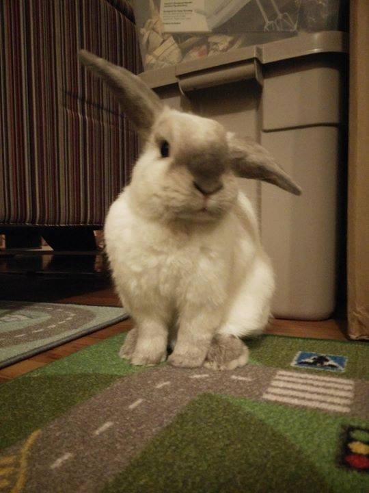 RabbitKastle.com – a rabbit + human warren